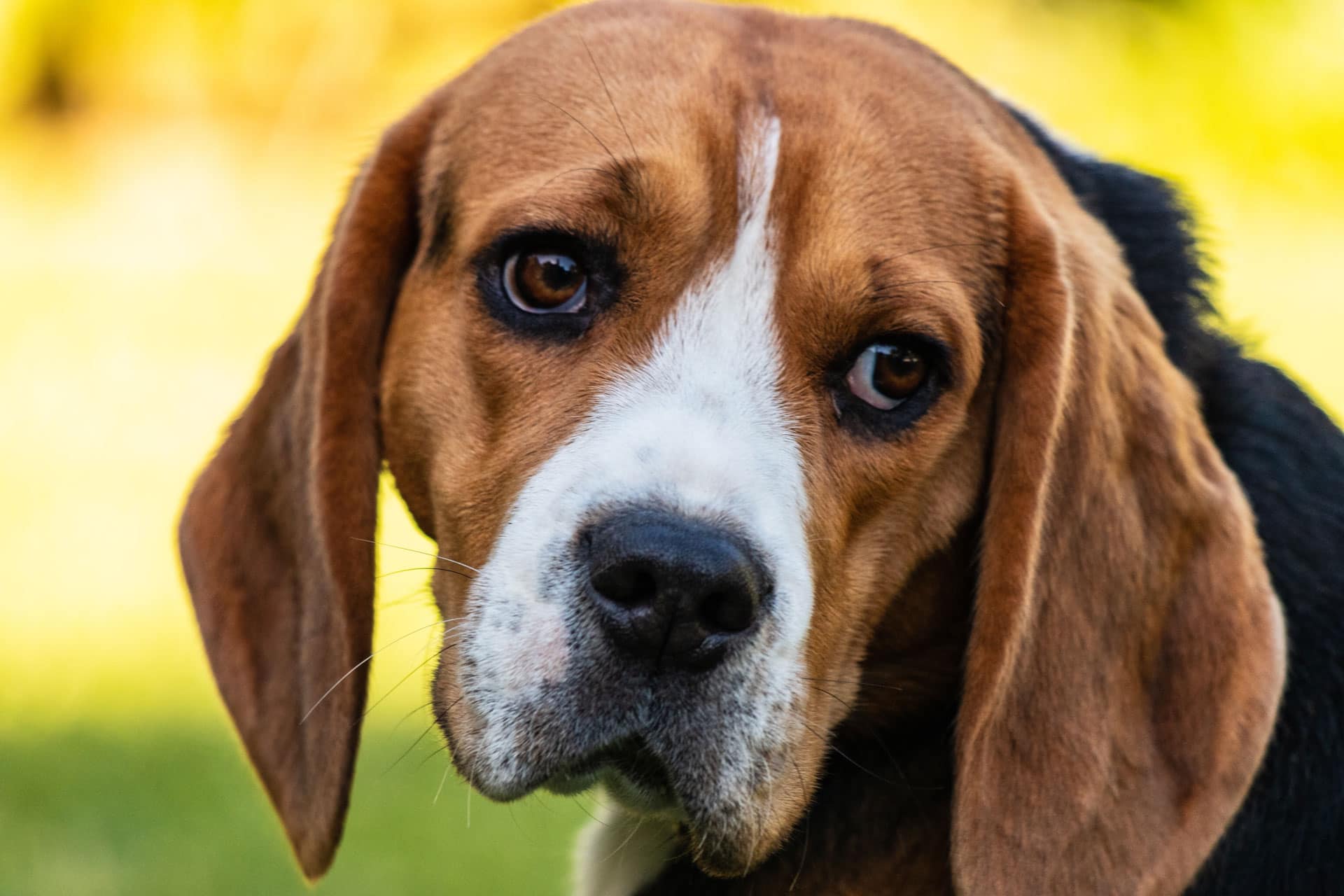 Class IV Deep Tissue Laser - Animal Rehab Center of Michigan