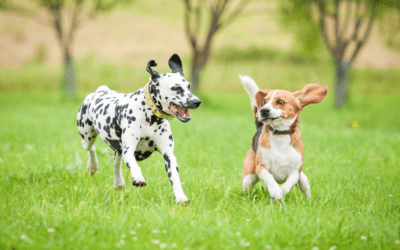 Types of Canine Knee Surgery: What Dog Owners Should Know