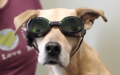 How Pet Insurance Is Helping More Pets Access Rehabilitation and Physical Therapy