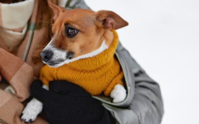 Signs Your Dog May Have a Luxating Patella — and When to See a Vet