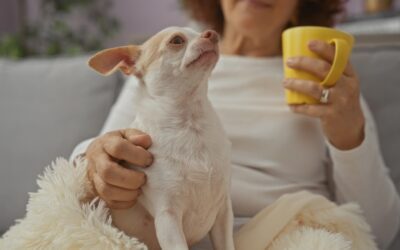 Physical Rehabilitation in Managing Winter Joint Pain in Dogs