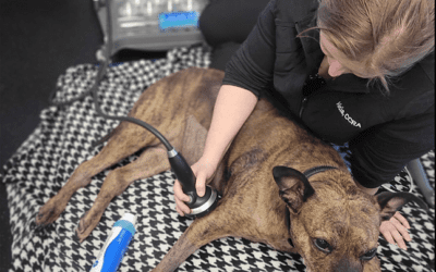How PiezoWave Therapy Helps Dogs Heal Faster and Move Without Pain