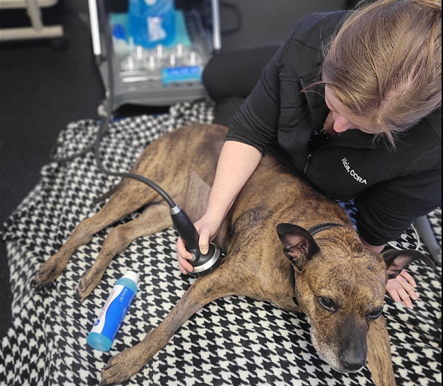 How PiezoWave Therapy Helps Dogs Heal Faster and Move Without Pain
