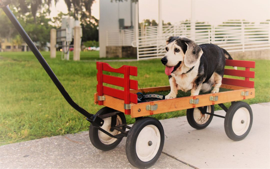 FHO vs. THR in Dogs: Understanding Your Pet’s Hip Surgery Options