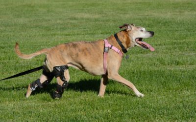 Combining Dog Bracing and Rehabilitation for Better Outcomes