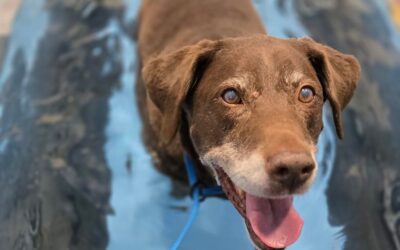 How Hydrotherapy Helps Dogs With Orthopedic Conditions