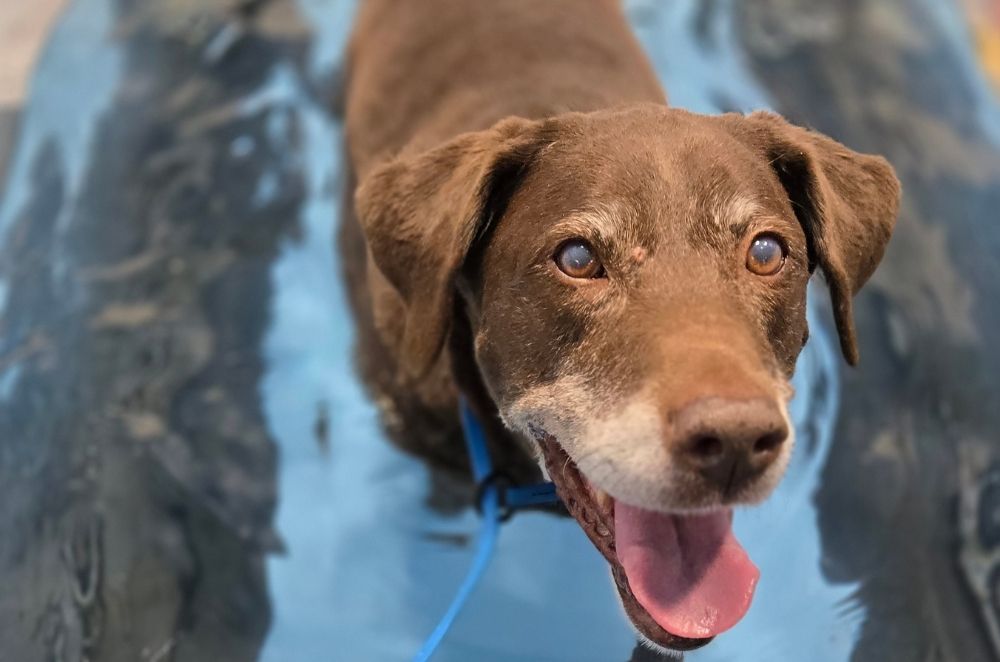 dog during hydrotherapy