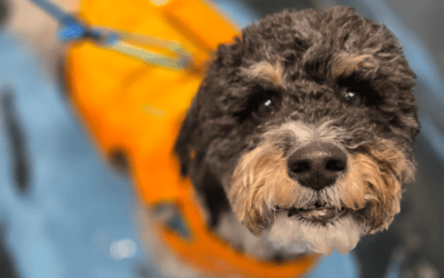 Canine Conditioning Exercise: Why Dogs of All Ages Need Strength and Movement