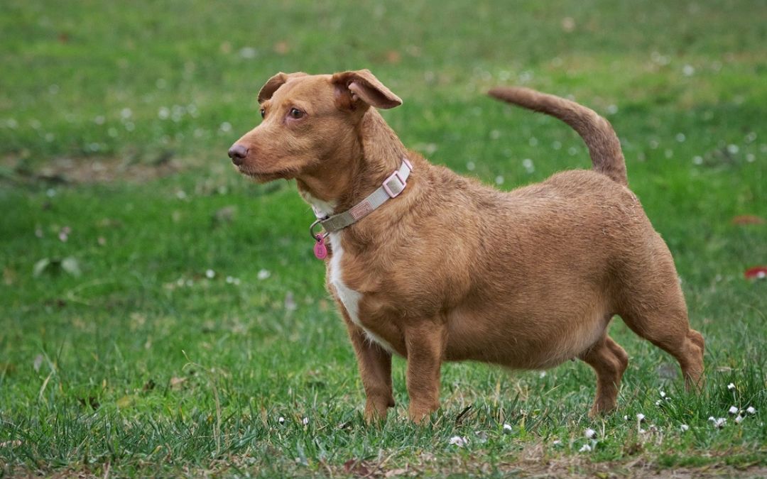 dog weight management joint health