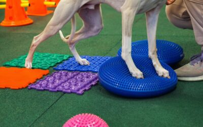 How Rehabilitation Helps Dogs Before and After CCL Surgery