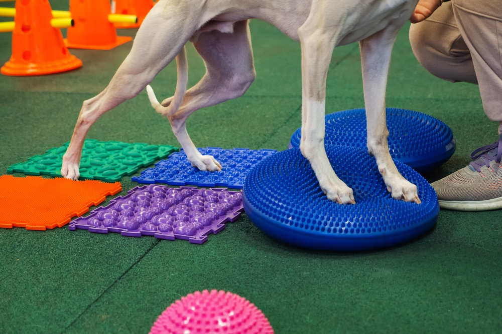 How Rehabilitation Helps Dogs Before and After CCL Surgery